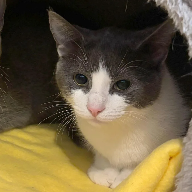 A young medium-sized female Gray / Blue / Silver Domestic Short Hair cat named Shakshuka for adoption in Wilmington, DE