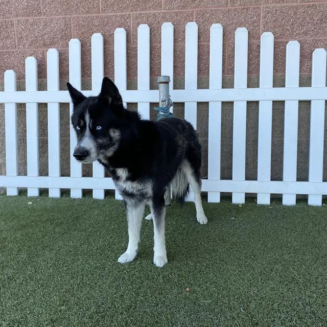 An adult large-sized male Siberian Husky dog named Trace for adoption in Modesto, CA