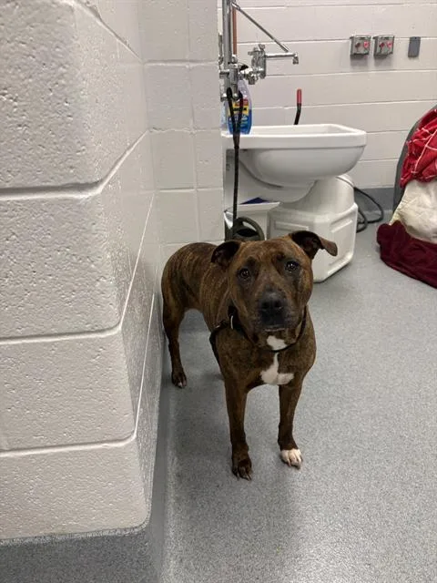 A young medium-sized female Pit Bull Terrier dog named Lily for adoption in Indianapolis, IN