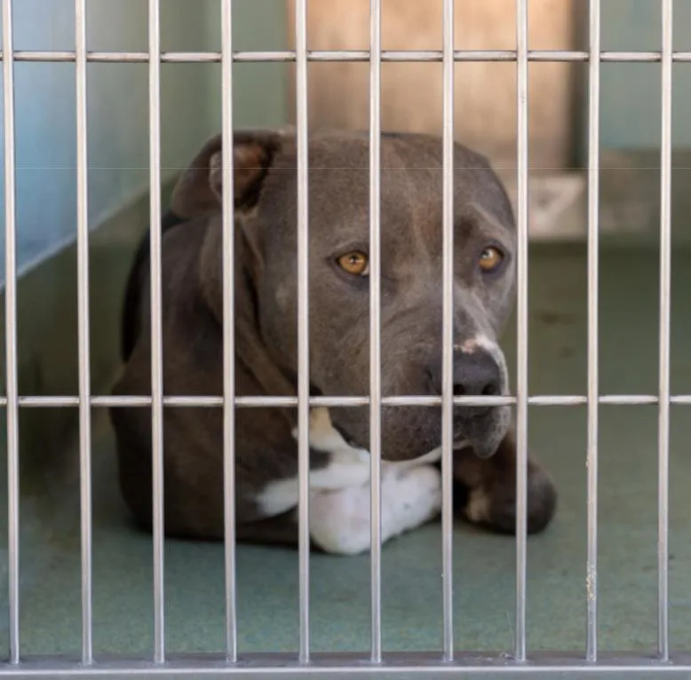 An adult large-sized female Pit Bull Terrier dog named Juno for adoption in Pasadena, CA