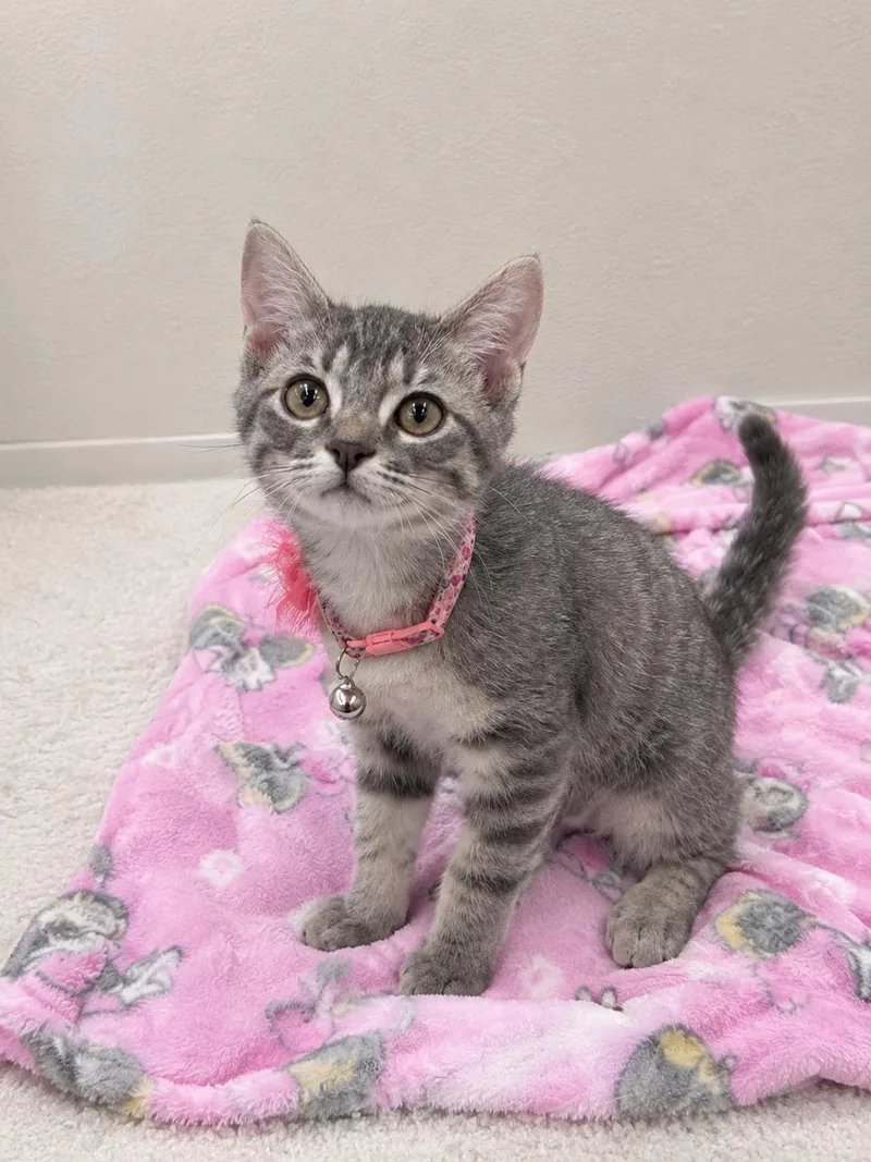 A baby medium-sized female Tabby (Gray / Blue / Silver) Tabby cat named Phoebe for adoption in Oakley, CA