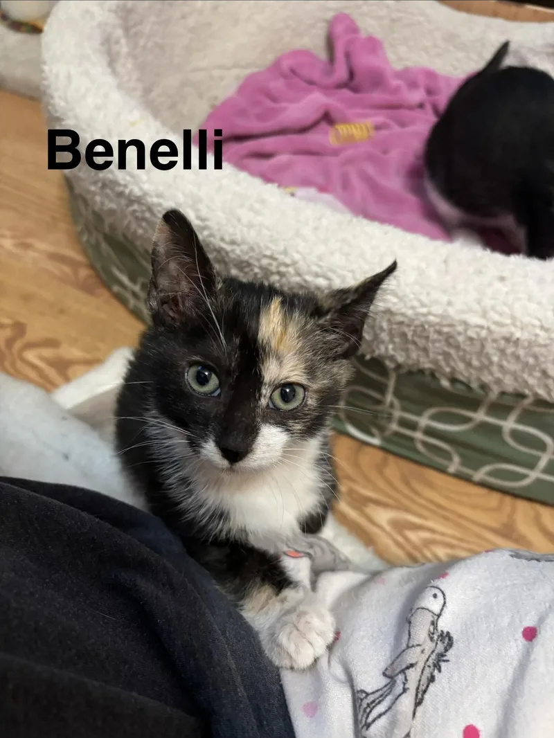 A baby medium-sized female Tortoiseshell cat named Benelli for adoption in Brick, NJ
