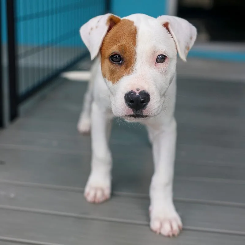 A baby medium-sized male White / Cream Pit Bull Terrier dog named Glow Worm for adoption in Bradenton, FL