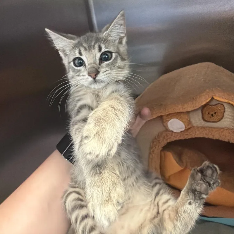 A baby small-sized female Brown / Chocolate Domestic Short Hair cat named Pearl for adoption in Port Charlotte, FL