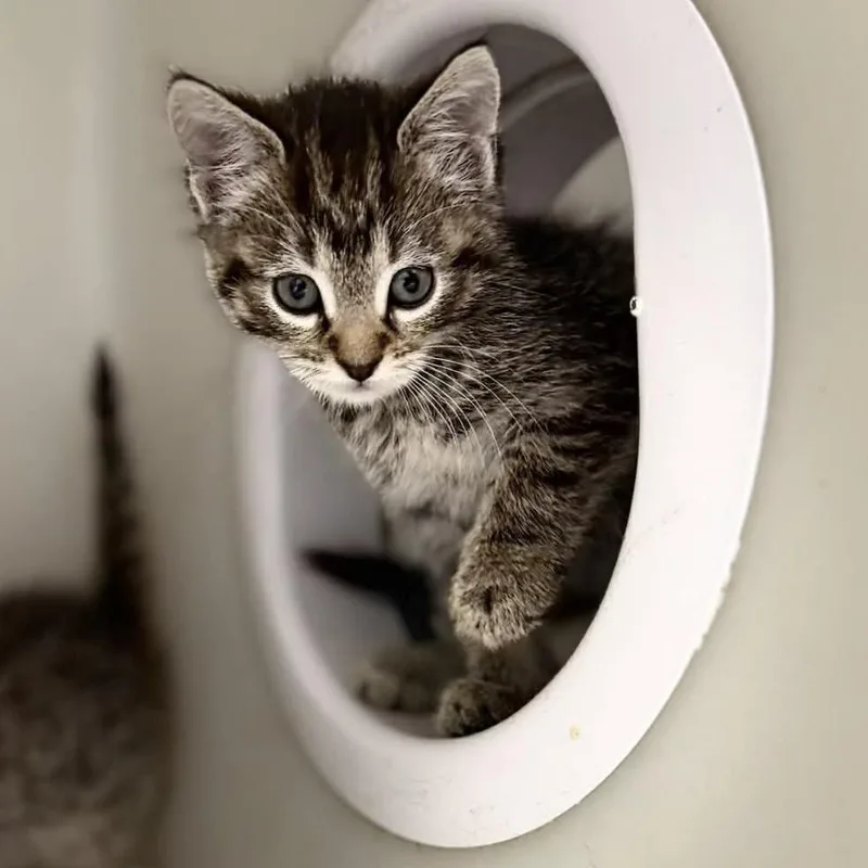 A baby small-sized female Brown / Chocolate Domestic Short Hair cat named Sprinkle for adoption in Caryville, TN