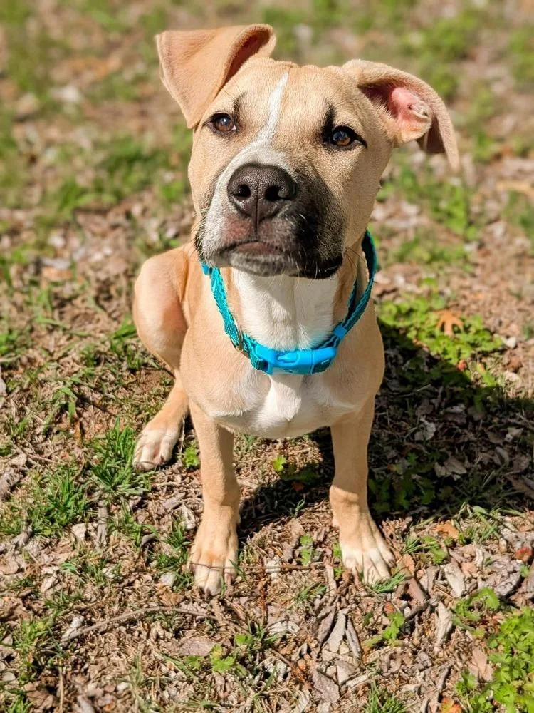 Bernie thumbnail 3