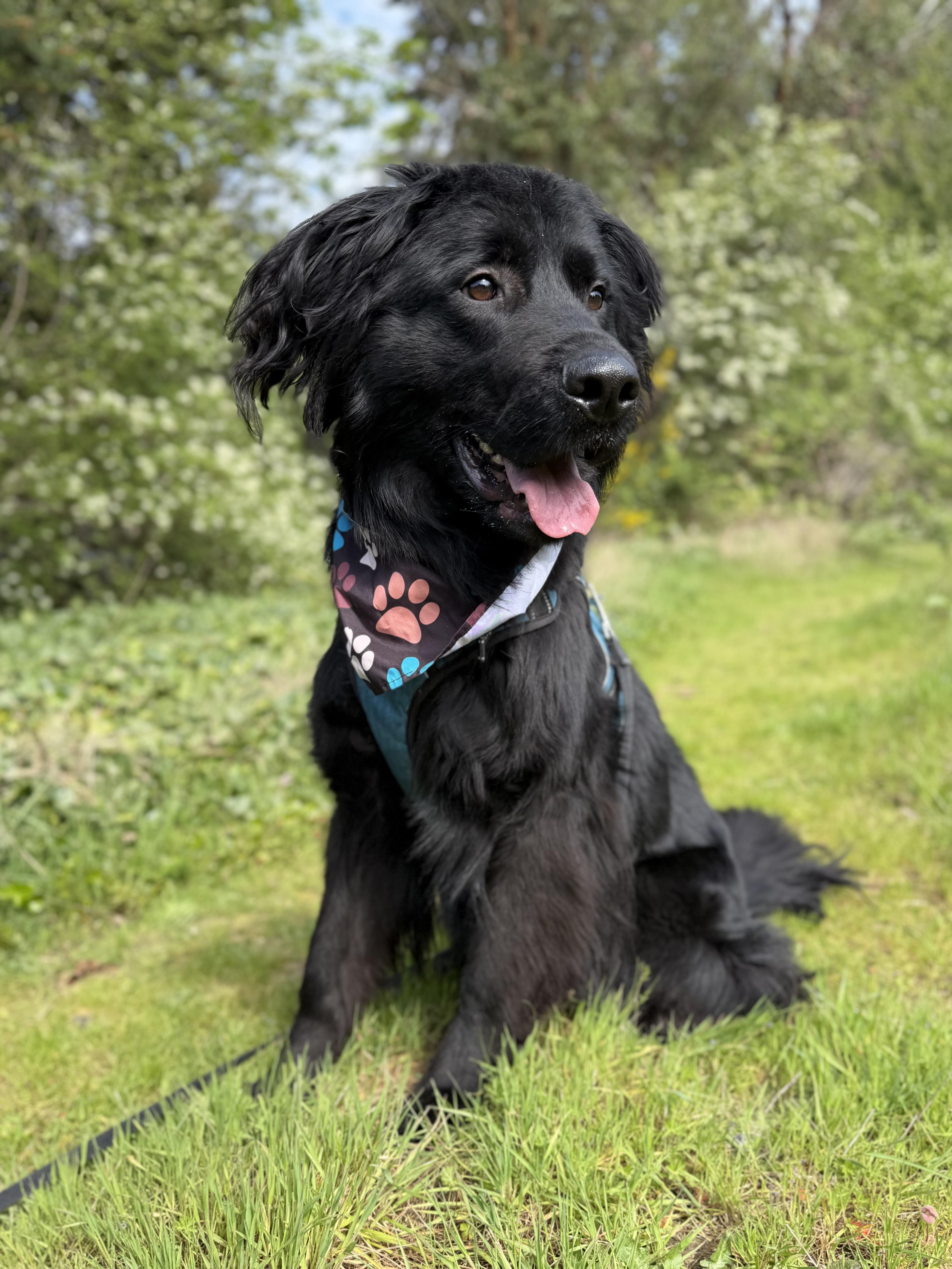Koda