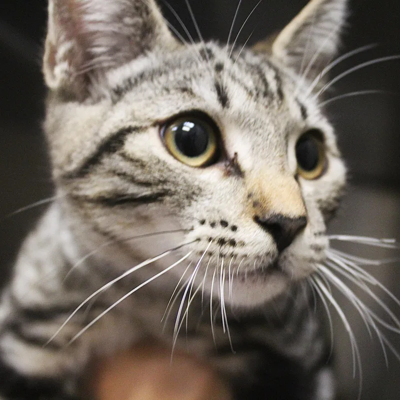 A baby medium-sized male Domestic Short Hair cat named Kronk for adoption in Yucca Valley, CA