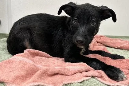A young large-sized male Shepherd dog named Egret for adoption in Phoenix, AZ