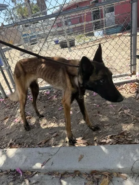 A young medium-sized male Belgian Shepherd / Malinois dog named Digby for adoption in Baldwin Park, CA