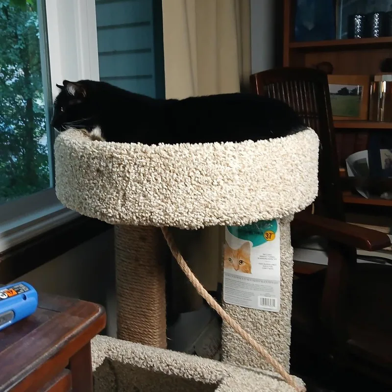 An adult medium-sized male Black Domestic Short Hair cat named Shade Meet me at for adoption in Buffalo, MN