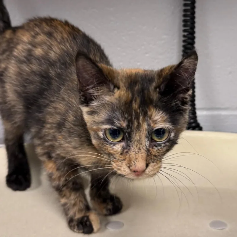 A baby small-sized female Tortoiseshell Domestic Short Hair cat named Maple Muffin for adoption in Greenville, SC