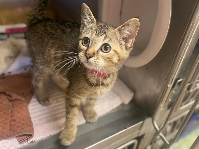 A baby small-sized female Domestic Short Hair cat named Purrchup for adoption in Fort Wayne, IN