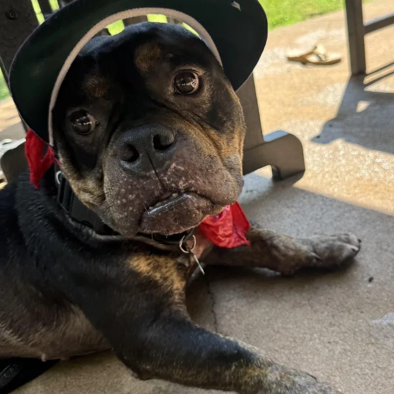 An adult medium-sized male Bulldog dog named Fletcher for adoption in Carmel, NY