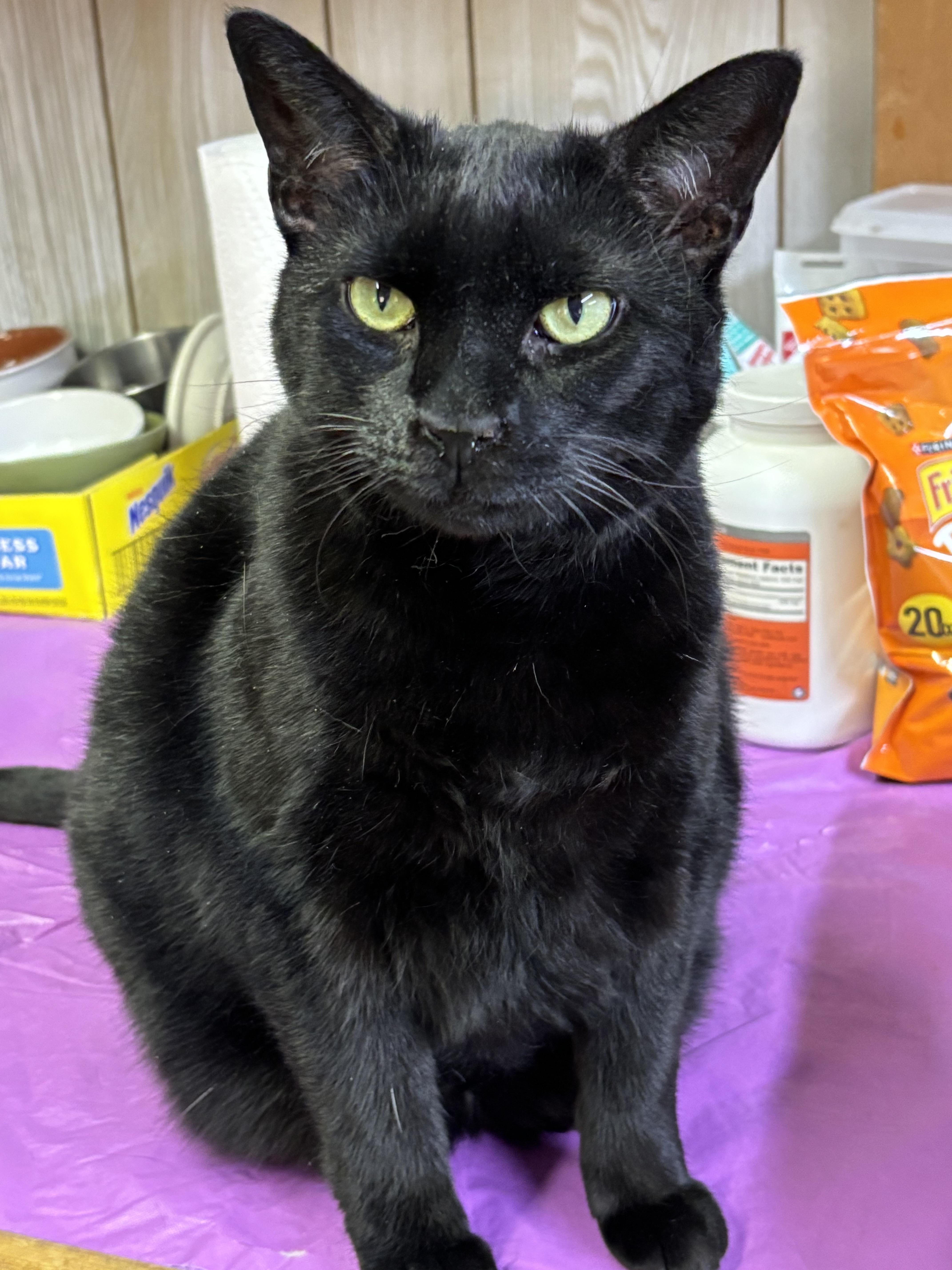 An adult medium-sized female Black Domestic Short Hair cat named Bessie for adoption in Abingdon, VA