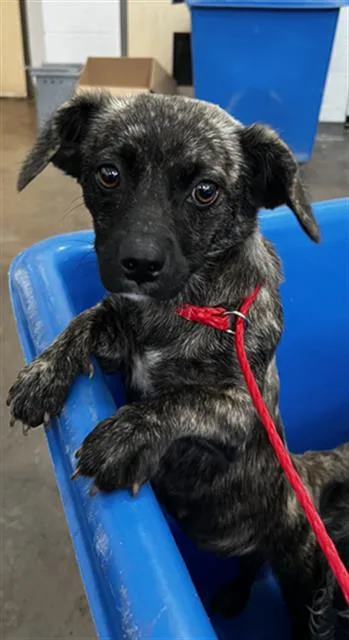 A young small-sized female Mixed Breed dog named Lyra for adoption in Dallas, TX
