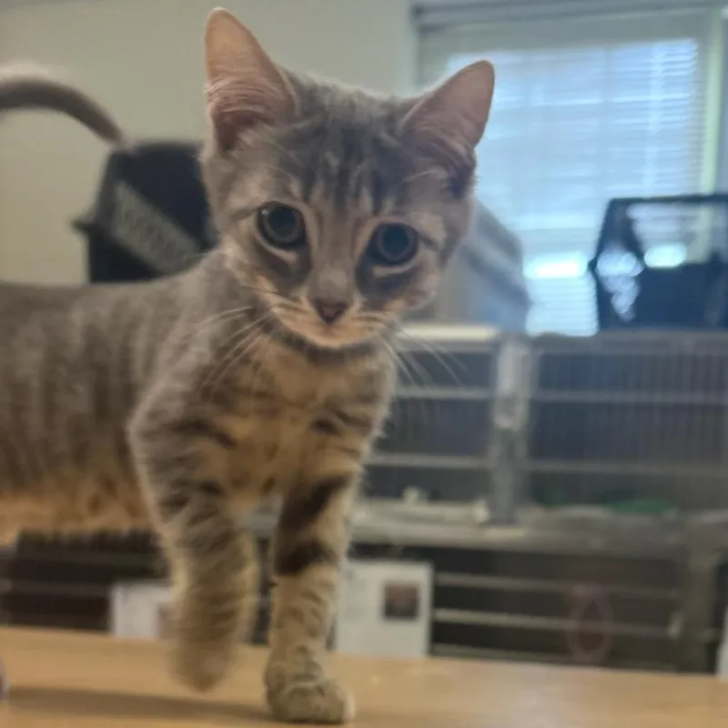 A baby small-sized male Gray / Blue / Silver Domestic Short Hair cat named Shetland for adoption in Charlottesville, VA