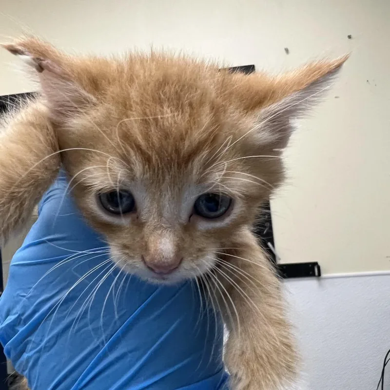 A baby small-sized male Orange / Red Domestic Short Hair cat named Dwight for adoption in Galveston, TX