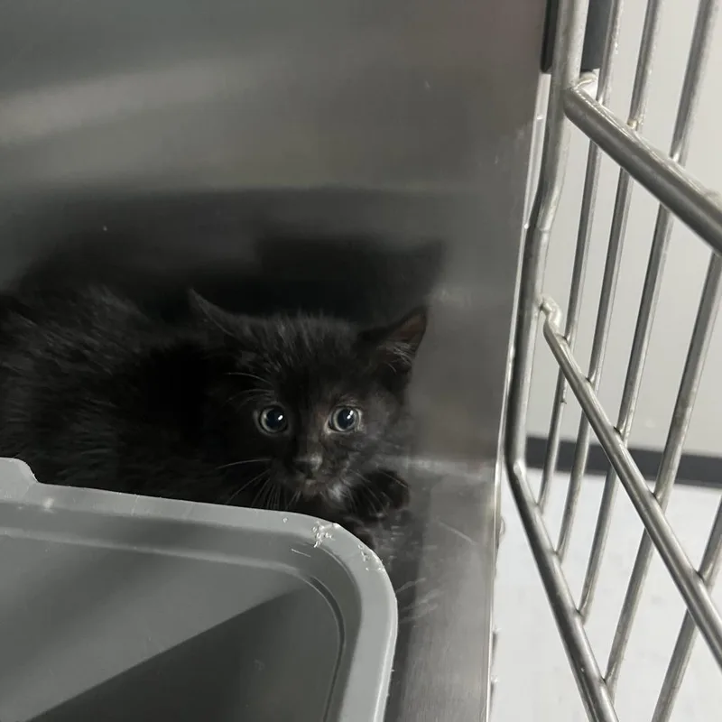 A baby small-sized male Black Domestic Short Hair cat named Jangle for adoption in St. Louis, MO