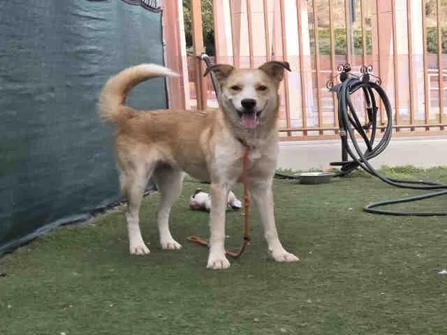 An adult medium-sized female Shepherd dog named Teagan for adoption in Carlsbad, CA