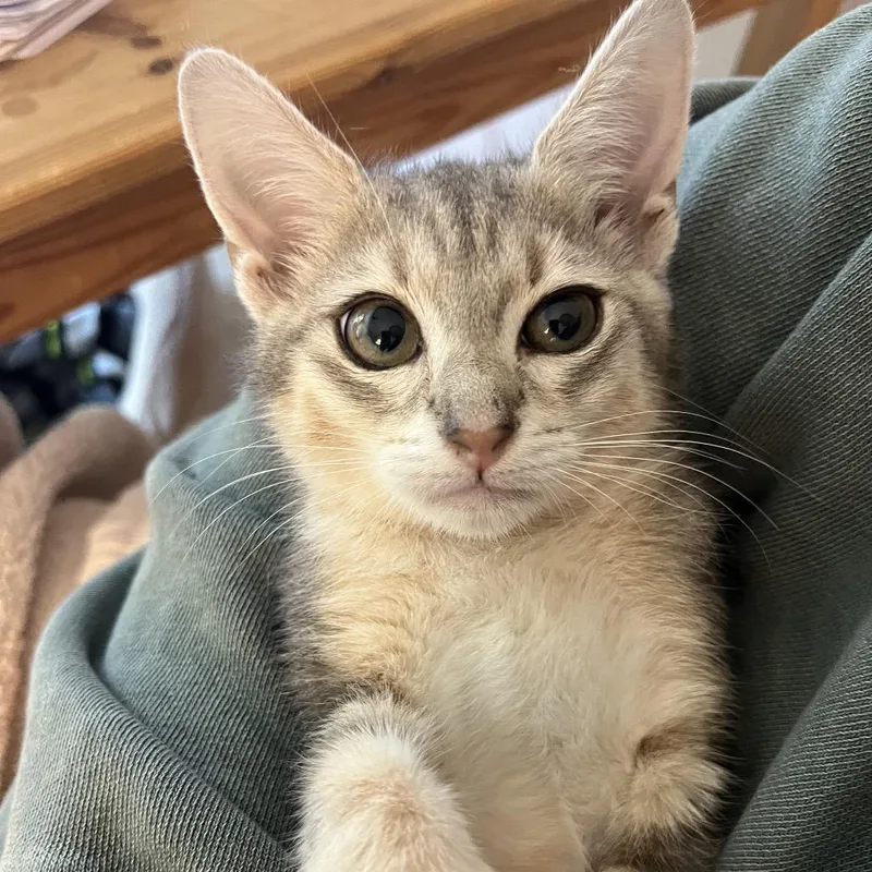 A baby small-sized female Brown / Chocolate Domestic Short Hair cat named Inez for adoption in Charlotte, NC