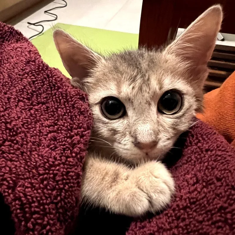 Inez thumbnail 3
