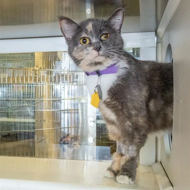 A young small-sized female Domestic Short Hair cat named Chalupa for adoption in St. Louis, MO
