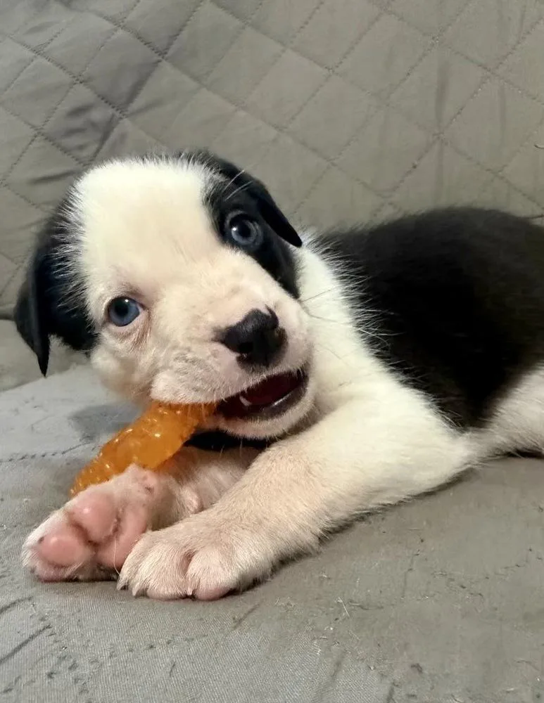 Opie thumbnail 2