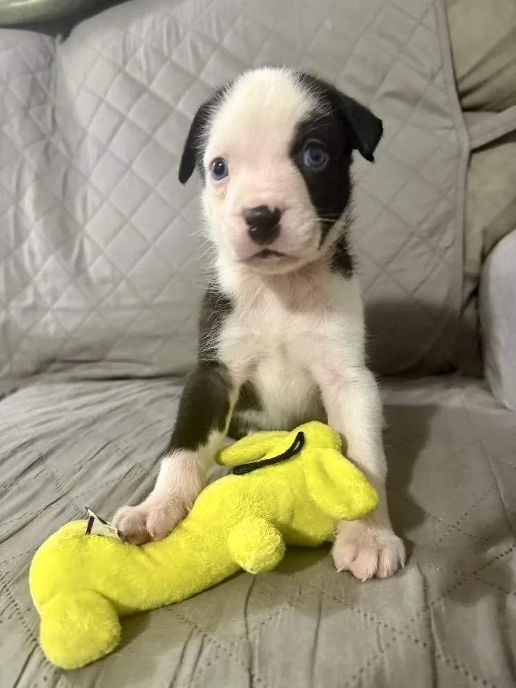 Opie thumbnail 5