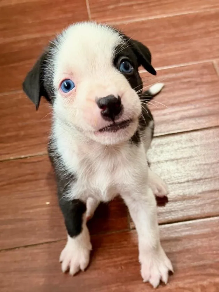 Opie thumbnail 6