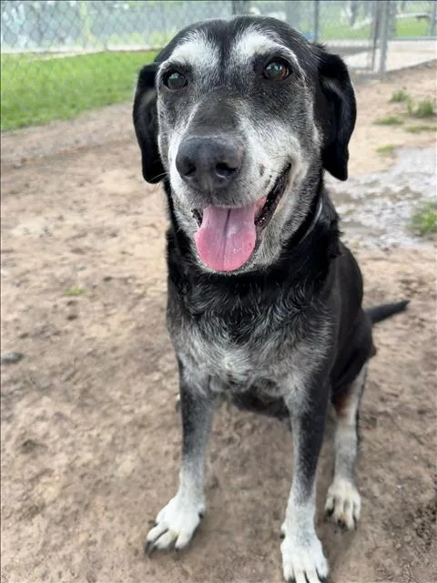 An adult large-sized female Labrador Retriever dog named A for adoption in Conroe, TX