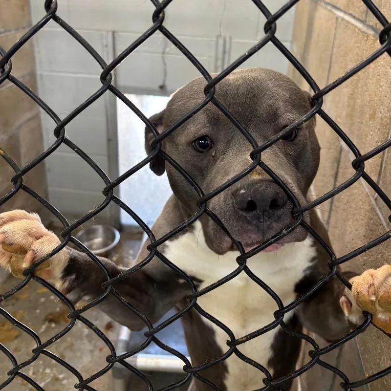 An adult medium-sized male Gray / Blue / Silver Pit Bull Terrier dog named Elmo for adoption in Brookfield, MO