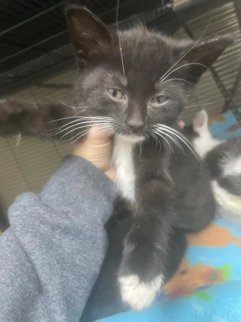 A baby small-sized male Domestic Medium Hair cat named Indie for adoption in Blountville, TN