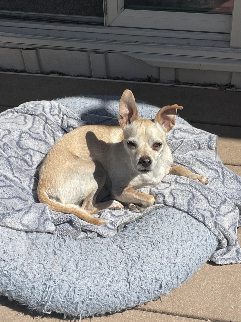 An adult small-sized male Chihuahua dog named Jax for adoption in Winter Park, CO