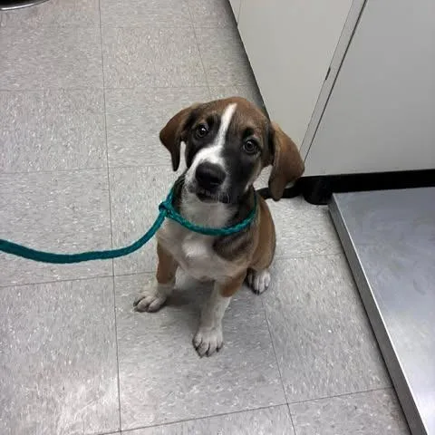 A baby medium-sized female Brown / Chocolate Beagle dog named Kitkat for adoption in Bastrop, TX