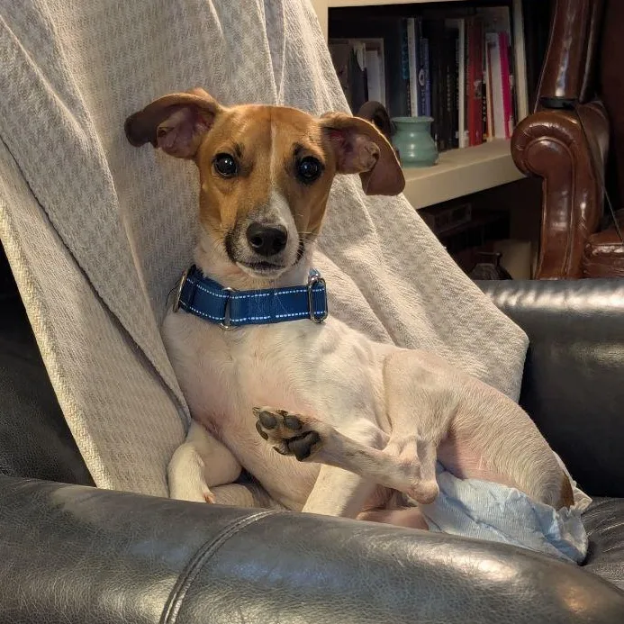 A young medium-sized male Beagle dog named Benjamin for adoption in Blue Springs, MO