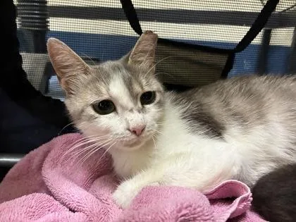 A young medium-sized female Tabby (Gray / Blue / Silver) Domestic Short Hair cat named Elsa for adoption in Charleston, SC