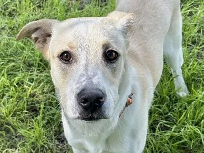 An adult medium-sized female White / Cream Mixed Breed dog named Nala for adoption in Georgetown, TX