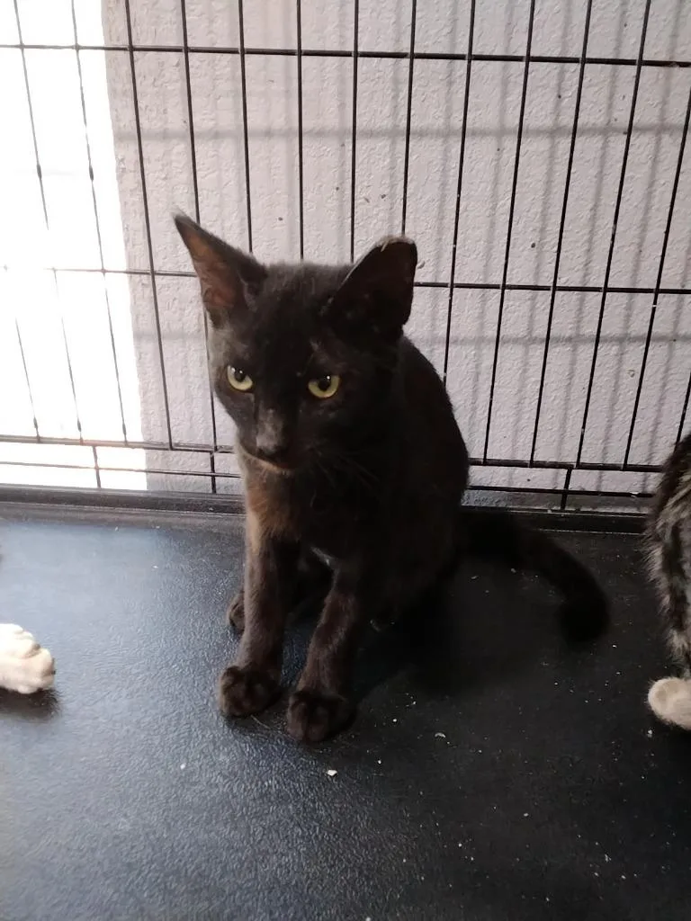 A baby medium-sized female Domestic Short Hair cat named Morticia for adoption in Richland Hills, TX