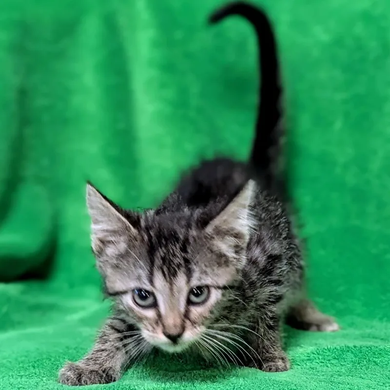 A baby small-sized male Brown / Chocolate Domestic Medium Hair cat named Adam for adoption in Brighton, MO