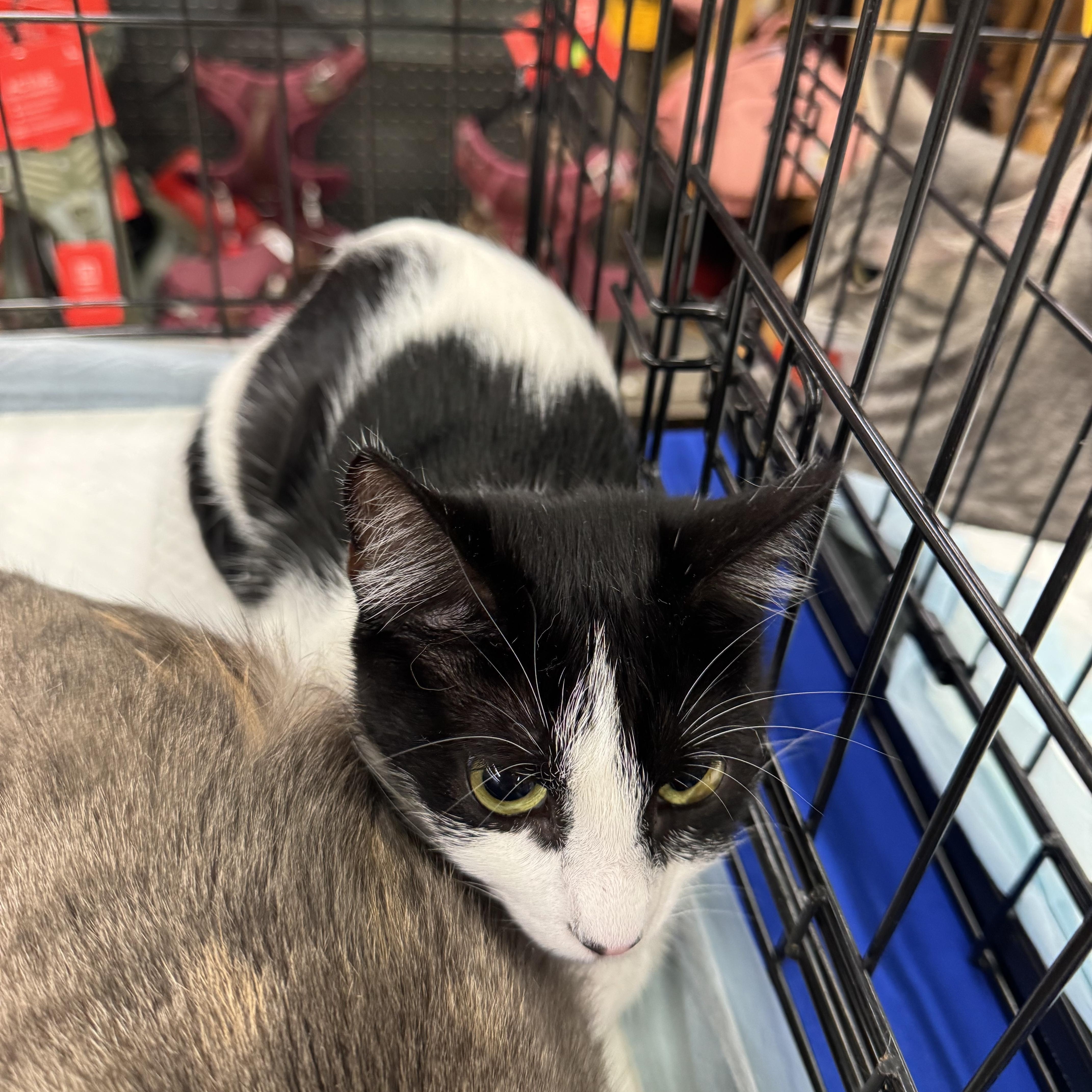An adult medium-sized female Black & White / Tuxedo Domestic Short Hair cat named Mimo for adoption in Easley, SC