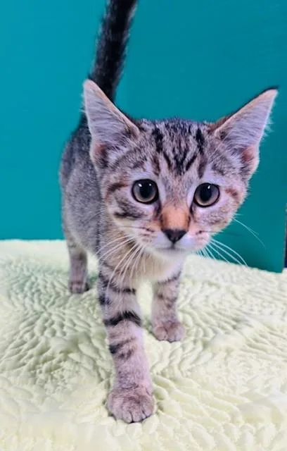A baby medium-sized female Tabby (Gray / Blue / Silver) Domestic Short Hair cat named Labor Day for adoption in Hawk Point, MO