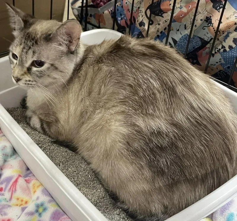 An adult medium-sized female Siamese cat named Aspen for adoption in Kalama, WA
