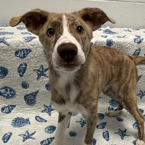 A baby small-sized male Brindle Husky dog named Apple Pie for adoption in Dayton, OH