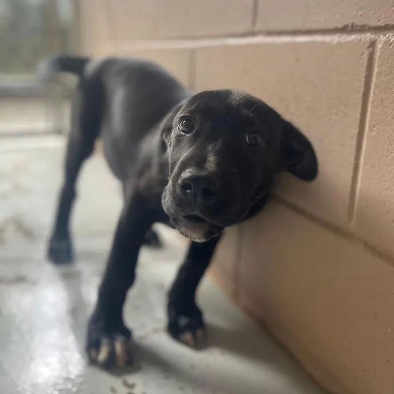 Delilah