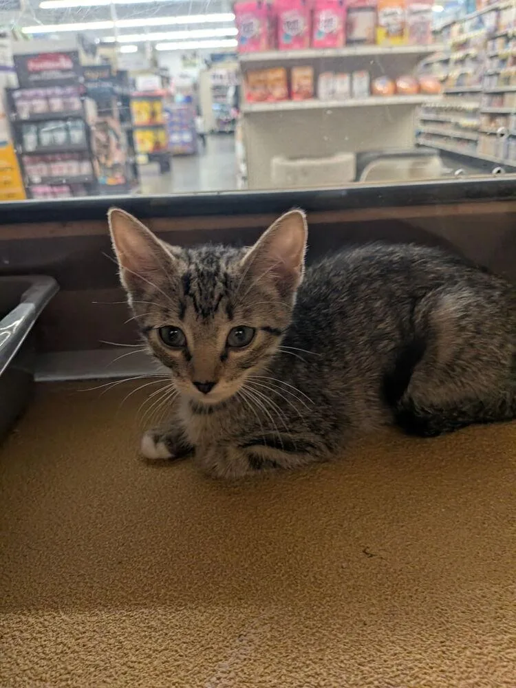 Mo