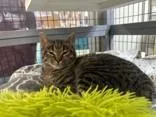 A young medium-sized male Tabby (Brown / Chocolate) Domestic Short Hair cat named Chicken for adoption in Manitowoc, WI