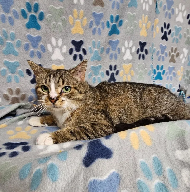 A young medium-sized female Domestic Short Hair cat named Harriett for adoption in Wabash, IN