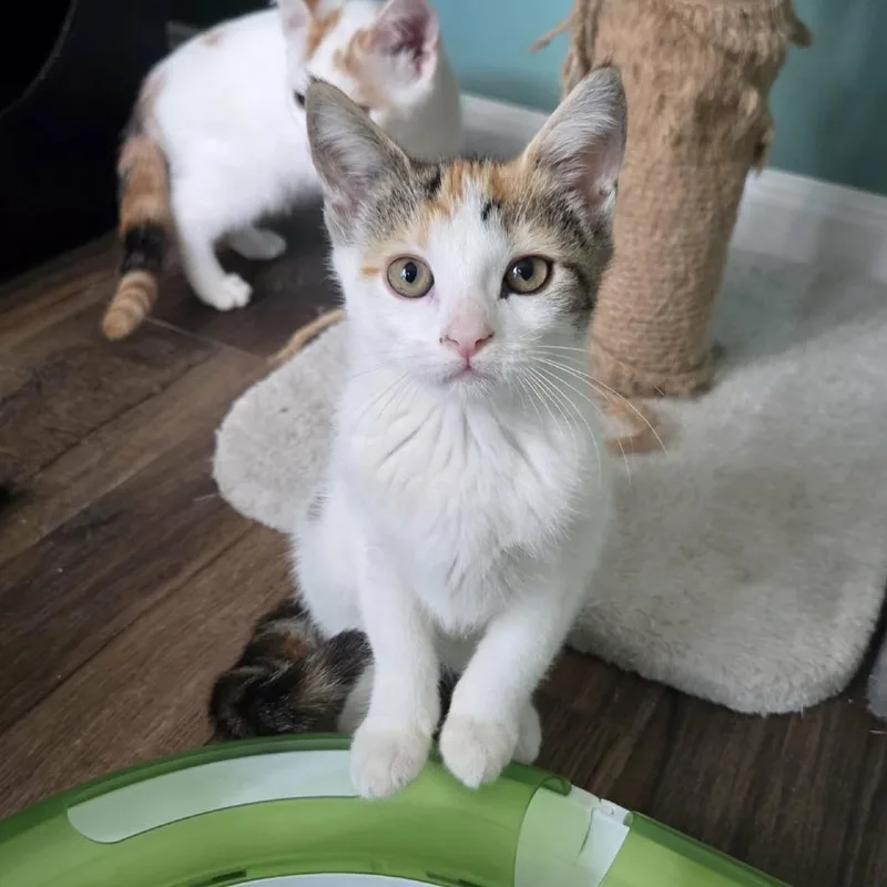 A baby small-sized female Calico Domestic Short Hair cat named Olive for adoption in Reisterstown, MD