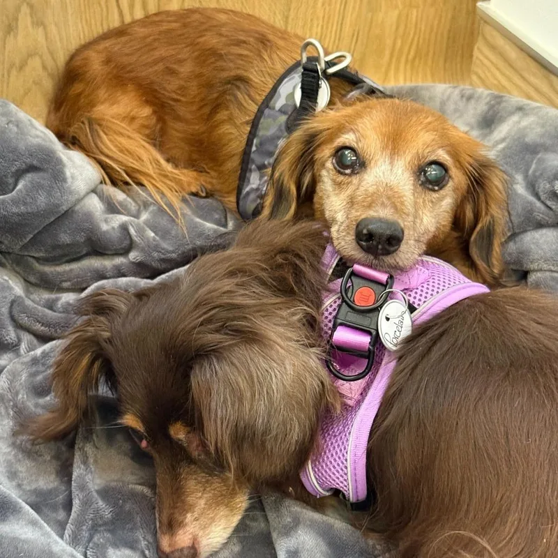 A senior small-sized male Red / Chestnut / Orange Dachshund (Long Haired) dog named Terrazzo for adoption in San Francisco, CA